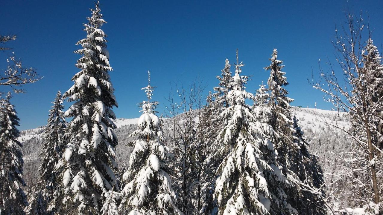 Residenz-Grafenmatt-Feldberg-Schwarzwald Lejlighed Feldberg  Eksteriør billede